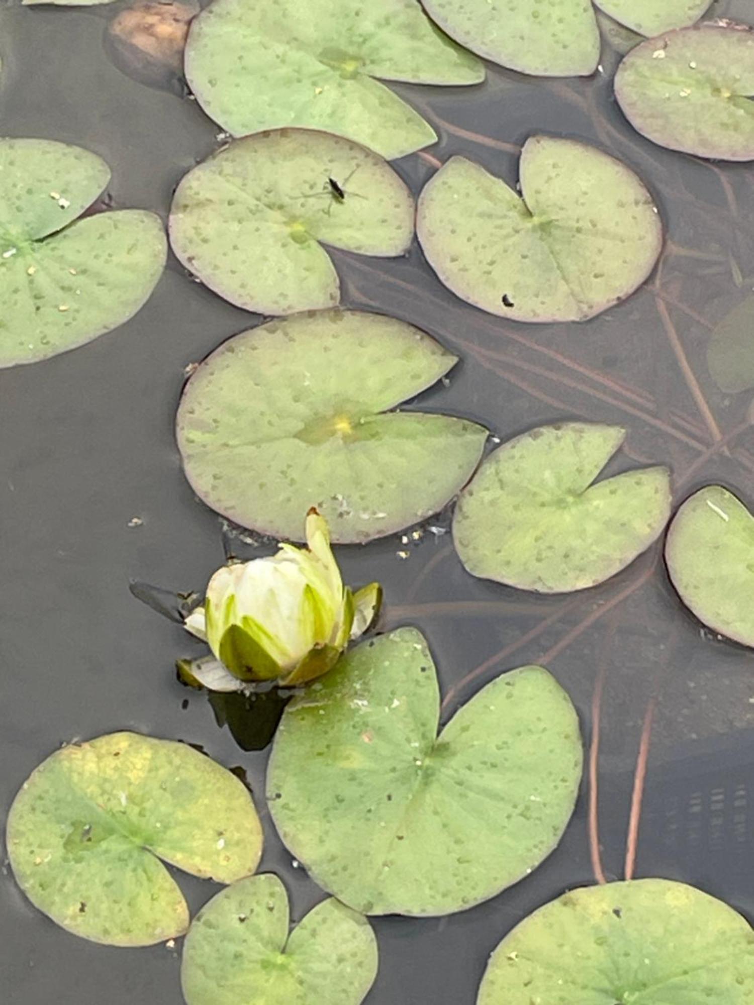Appartement Het Zwaluwnest De Vecht